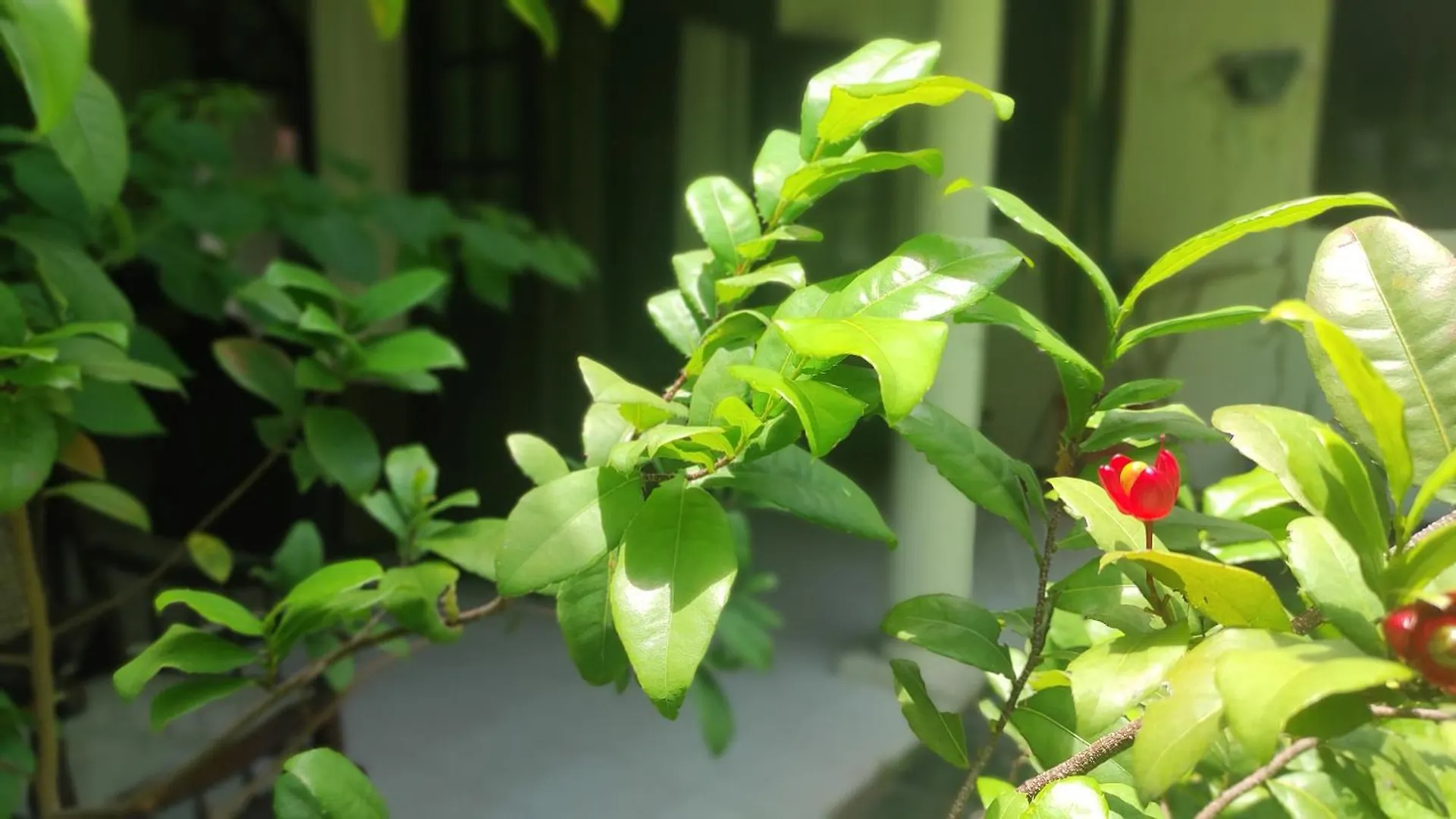 Airport Gateway Residence Negombo Sri Lanka